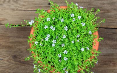 Bacopa Monnieri Supplements And Immune Support: Unraveling The Cognitive Herb’s Other Benefits