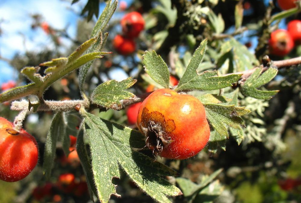 Hawthorn Berry Supplements For Immune Health: Enhancing Your Defenses The Natural Way