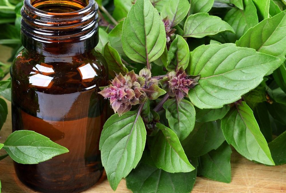 Holy Basil Supplements For Immune Health: Unraveling The Traditional Uses Of Tulsi