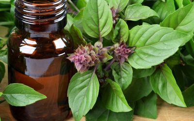 Holy Basil Supplements For Immune Health: Unraveling The Traditional Uses Of Tulsi