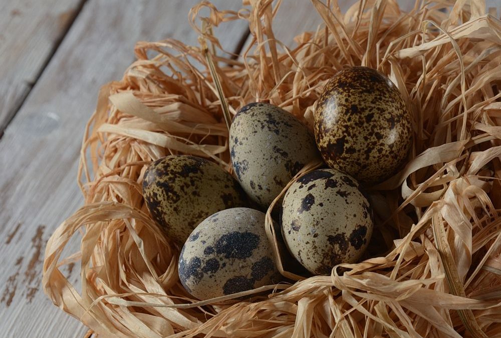 Immune Defense In A Capsule: Exploring The Benefits Of Quail Egg Supplements