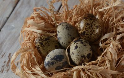 Immune Defense In A Capsule: Exploring The Benefits Of Quail Egg Supplements