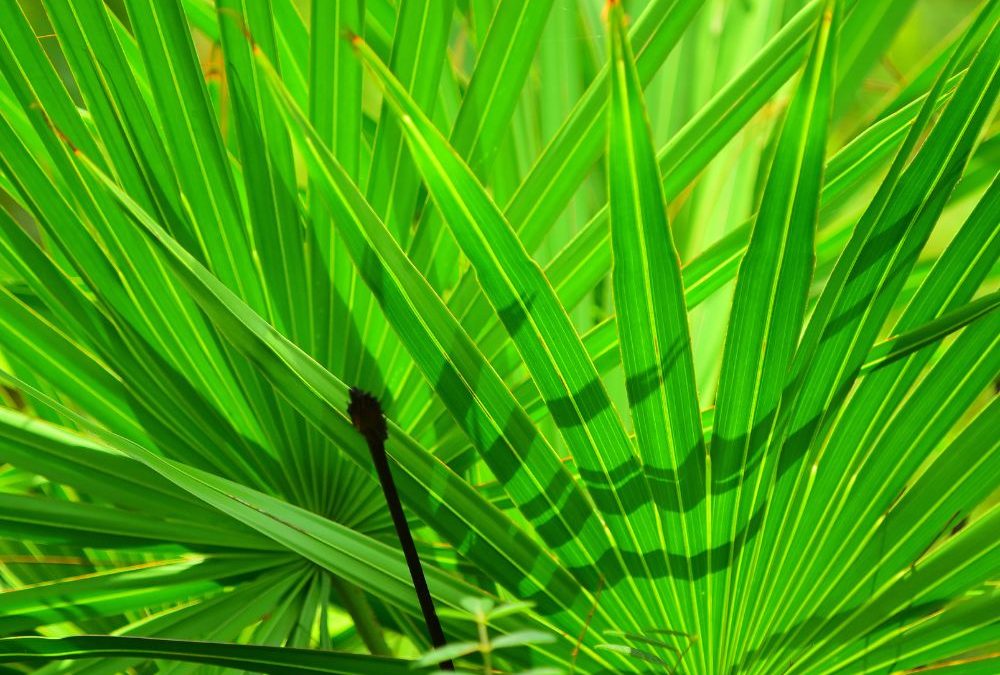 Saw Palmetto Supplements and Immunity Exploring the Potential Benefits for Mens Health