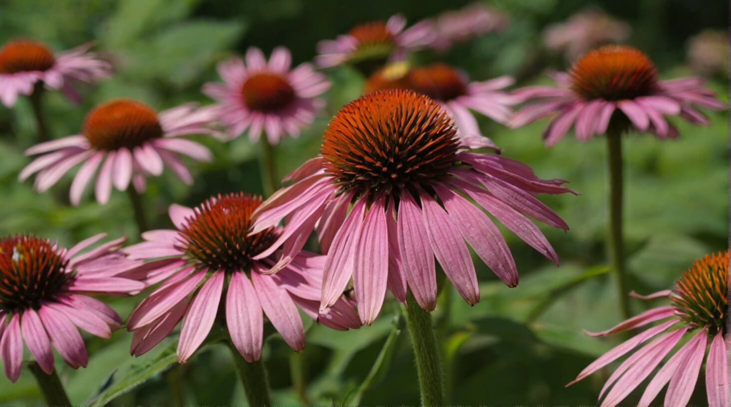 Close-up of vibrant Echinacea flowers, known for their immune-boosting properties, ideal for promoting overall wellness and immunity.