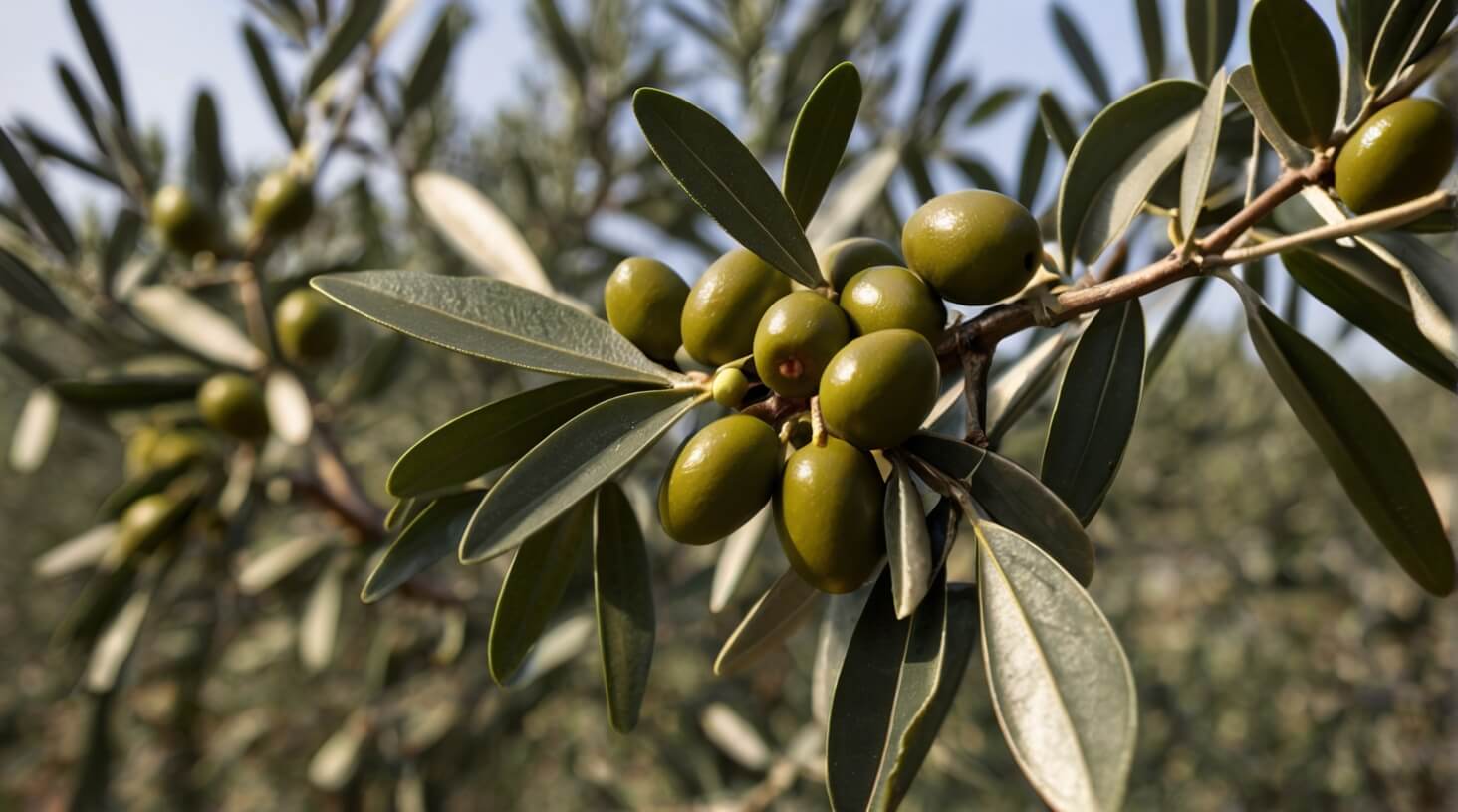 A bottle of olive leaf extract surrounded by fresh olives and leaves, symbolizing the history and benefits of olive leaf extract.