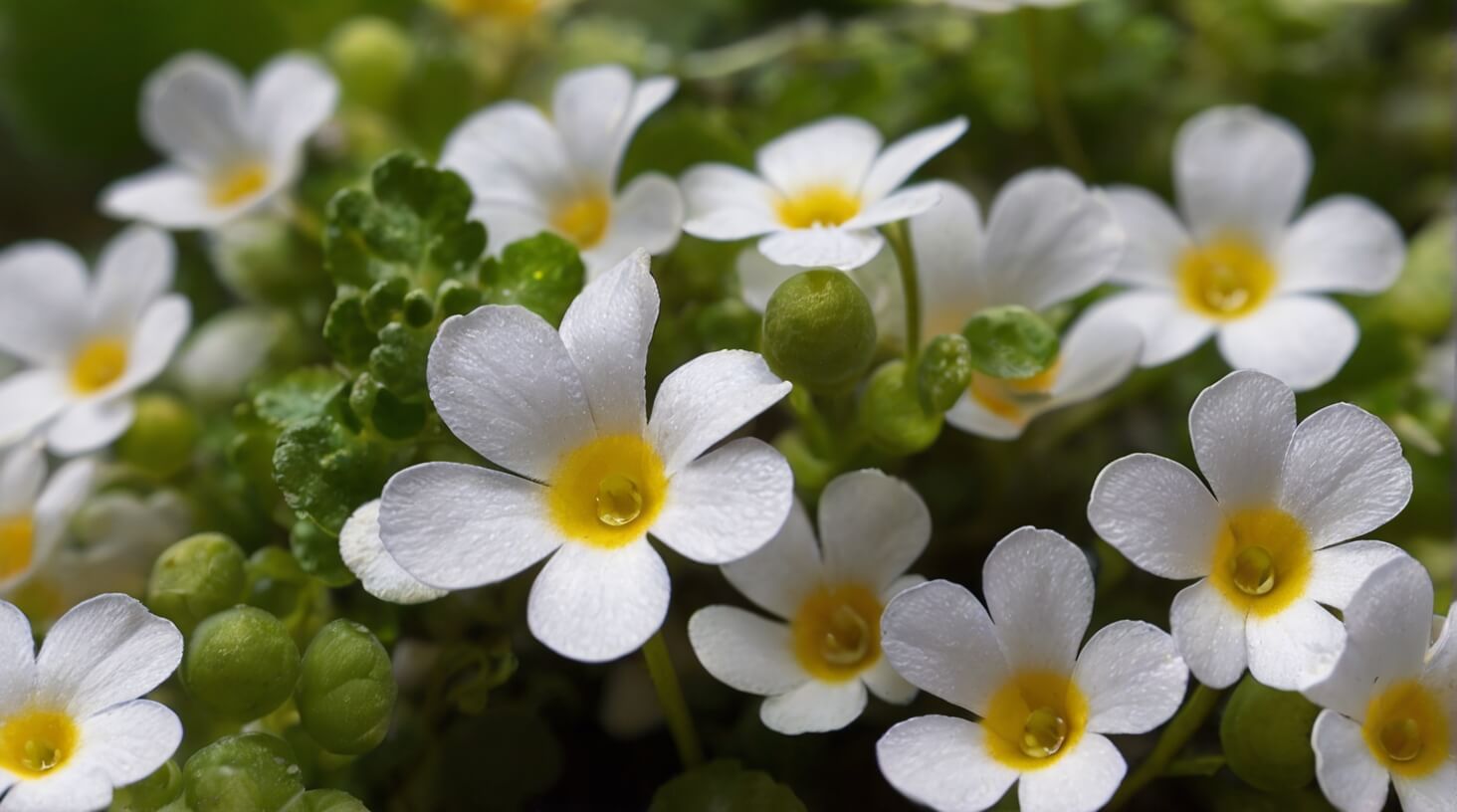A cluster of Bacopa Monnieri leaves against a white background, symbolizing the immune-boosting properties of this herbal supplement.